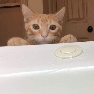 Meet your Posher, Kate